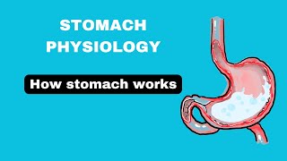 Stomach structure stomach physiology part1 stomach notes in hindi [upl. by Ayekin270]