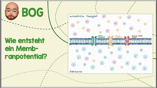 Wie entsteht ein Membranpotential [upl. by Bartie6]