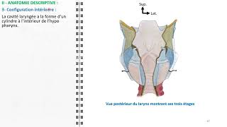 ANATOMIE FMPM LE LARYNX [upl. by Ettedranreb248]