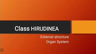 Class Hirudinea  Phylum Annelida  Leeches [upl. by Thistle146]