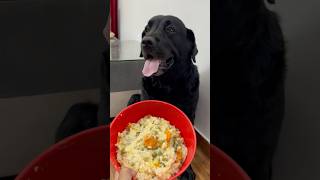 Best Healthy Food Recipe For My Dog doglover lucky [upl. by Garrot94]