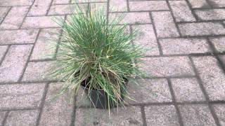 Festuca Glauca [upl. by Anavoig]