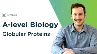 Globular Proteins  Alevel Biology  OCR AQA Edexcel [upl. by Basso]