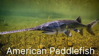 American Paddlefish Polyodon Spathula  Spoonbilled Catfish  Spoonbill  Mississippi Paddlefish [upl. by Reuben]