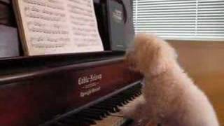 Dogs play the piano  PRO poodle style [upl. by Dewain]