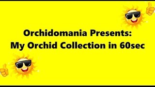 Orchidomania Presents My Orchid Collection in 60 seconds [upl. by Nnylkoorb790]