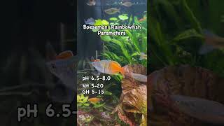 Boesemans Rainbowfish Care Guide Water Parameters Aquarium Tropicalfish Boesemanii [upl. by Atirahc]