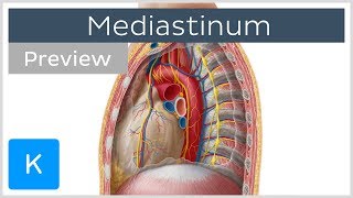 Mediastinum Anatomy amp Contents preview  Human Anatomy  Kenhub [upl. by Haisej493]