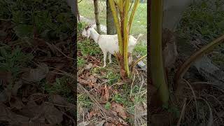 Boer Goat  November 13 2024 [upl. by Petua]