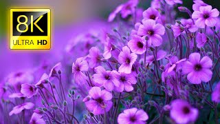 The Most Beautiful Flowers Collection 8K ULTRA HD  8K TV [upl. by Coonan]