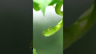 Green Whip Snake shorts wildlife nature LembehStrait [upl. by Corabella]