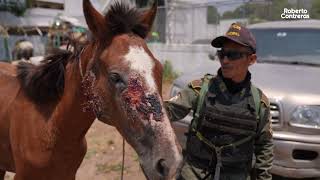 Decomiso de carretas haladas por caballos [upl. by Brooke]