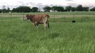 10 head of Red Baldy Charolais Cross Beefmaster and Crossbred cows 04201  Cattle for sale [upl. by Hgielyak203]