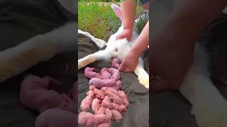 Rabbit Growth  Baby Bunny Grow From 1 To 22 Days tending animals shorts [upl. by Xam967]