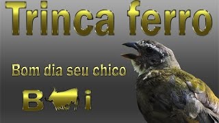 Trinca ferro cantando Bom dia seu Chico com boi gravado na natureza mais um canto Gold para vocês [upl. by Alaecim]