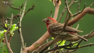 Vibrant Red House Finch [upl. by Altis]