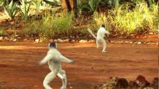 Dancing Sifaka  Berenty  Madagascar [upl. by Zulaledairam]