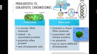 Prokaryotic vs Eukaryotic Chromosomes 2016 IB Biology [upl. by Boykins]