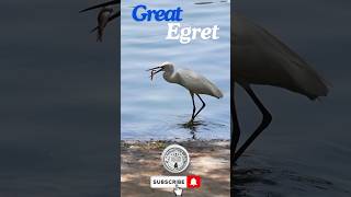 A Great Egret hunting for Fish greategret shorts wildlife [upl. by Aracal]