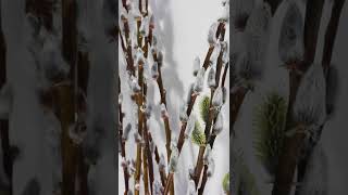 Willow Catkins Time Lapse [upl. by Ydnik]