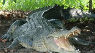 Johnstone River Croccodile Park  Innisfail Australia [upl. by Alcus119]