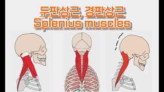 두판상근경판상근머리널판근목널판근Splenius capitiscervicis 완전 정복 [upl. by Wildon]