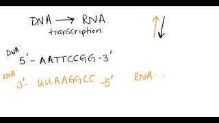 Complementary base pairing [upl. by Frida128]