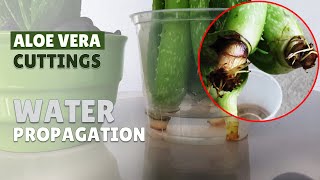 How To Propagate Aloe Vera Cuttings In Water [upl. by Eidassac263]