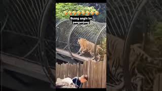 Harimau buang angin 😂😂 vidioshort [upl. by Arutnev]