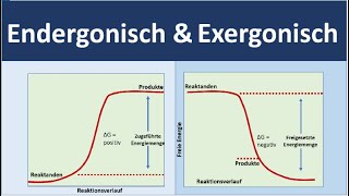 endergonisch vs exergonisch endergone und exergone Reaktionen Biologie Oberstufe [upl. by Angele472]