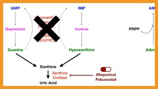 Purine Salvage Pathway [upl. by Preuss490]