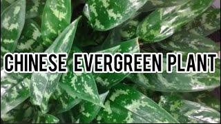 Aglaonema  Chinese Evergreen  Made by Plant Care With sahar [upl. by Lavine430]