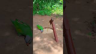 Amazing Quick Unique DIY Parrot Trapping Technique Using Cardboard Box and Axe ytshorts shorts [upl. by Langston]