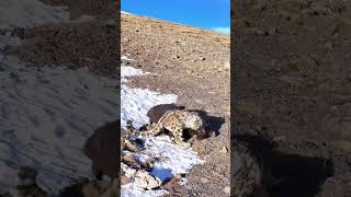 Snow leopard hunts a young yak No intervention due to the animal protection law [upl. by Georgine134]