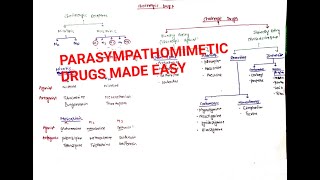 Cholinergic drugs  Parasympathomimetics drugs  Classification 1 [upl. by Annauqahs]