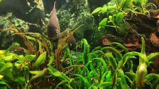 Tbar cichlid protects its fry [upl. by Murage19]