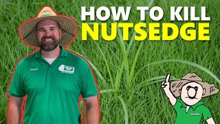 How to Get Rid of Nutsedge [upl. by Akoyn]