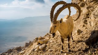 Ibex Natures Mountain Climbing Masters  Ibex Species And Habitat [upl. by Seligman707]