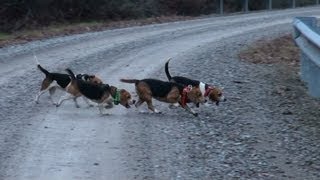 Skyviews Beagles amp Heartland Kennels Work Double [upl. by Boykins725]