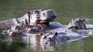 Los hipopótamos de Pablo Escobar son esterilizados para proteger la fauna de Colombia [upl. by Evvy]