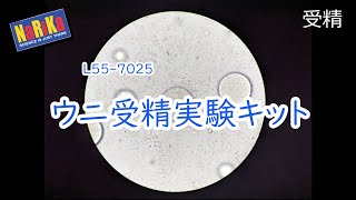 L557025 ウニ受精実験キット [upl. by Faubert]