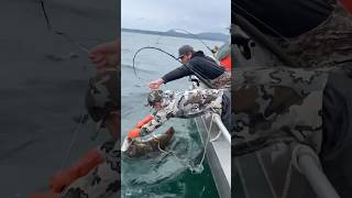 185lb Halibut bigdawg halibut alaska fishalaska sitkaalaska sitka fish ak [upl. by Shaun]