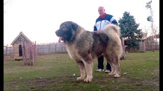 BIGGEST DOGS in the world are being fed this way [upl. by Elokcin533]