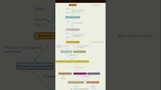 pentose phosphate pathway [upl. by Abbot]