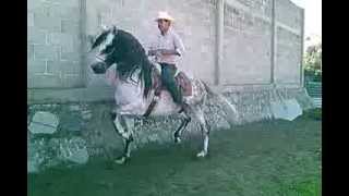 Caballo quot quotArrendador Armando Gonzalez [upl. by Fischer]