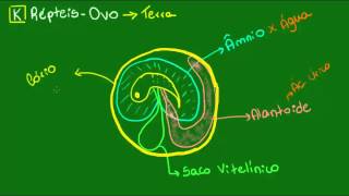 O ovo dos Répteis  Vertebrados  Biologia [upl. by Eiramanna]