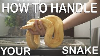 HOW TO HANDLE YOUR SNAKE For beginners [upl. by Nylirahs]