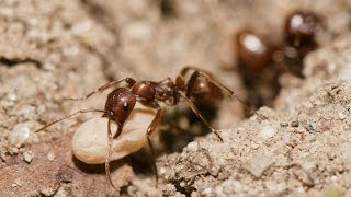 RAID DE FOURMIS ESCLAVAGISTES [upl. by Watts]