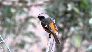 Daurian Redstart FullHD JH1RNZ [upl. by Asirb801]