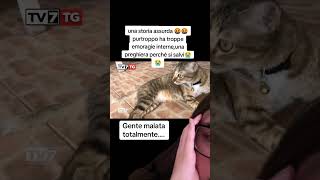 Storia assurda pt 12 💔 animali gatti maltrattamento protezioneanimali gatto assurdo [upl. by Gus]